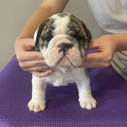 Pushie - Red brindle and white male Bulldog puppy in Mount Airy, North Carolina from PrimeCut Bulldogs