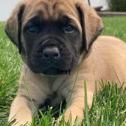 Mastiff Puppies from Clearbrook Mastiffs