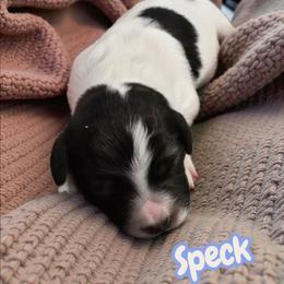Speck - Black and white female Aussiedoodle puppy in Lebanon, Oregon from Abbott Family Farm