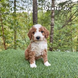 Dexter jr - Red  male Goldendoodle puppy in Roseburg, Oregon from Dbos Furry Friends