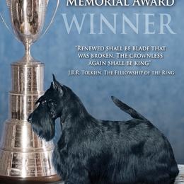 Scottish Terrier Puppies from Scottish Terriers at The Rock