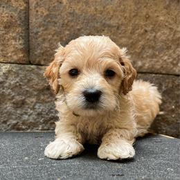 Obi Wan - Apricot male Schnoodle puppy in Fredericksburg, Virginia from Growing Puppies
