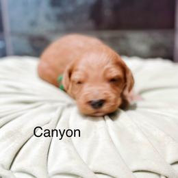 Canyon - Red  male Goldendoodle puppy in Pasco, Washington from Camp Doodle Woods