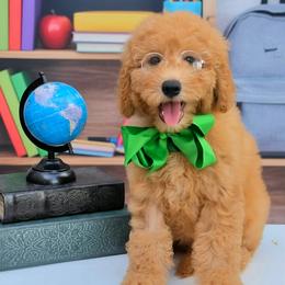 Millie's Green Boy - Apricot male Goldendoodle puppy in Kountze, Texas from Texas Doodles LLC