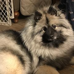 Abby - Keeshond