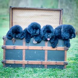 Newfoundland puppies from Solstice Newfoundlands