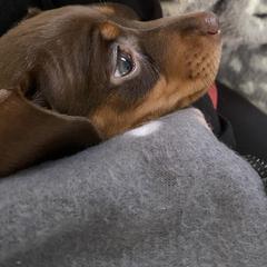 Dachshund Puppies from Rogue River Ranch Doxies