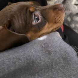 Dachshund Puppies from Rogue River Ranch Doxies