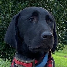 Onyx - Labrador Retriever