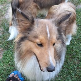 Picasso - Shetland Sheepdog