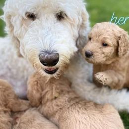 Goldendoodles from Doodle Tree
