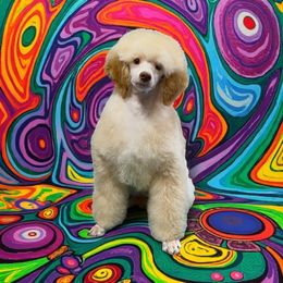 Dollop - Cream male Poodle puppy in Norman, Oklahoma from ShowME Miniature Poodles