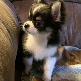 Chihuahua Puppies from Strawberry River Kennel