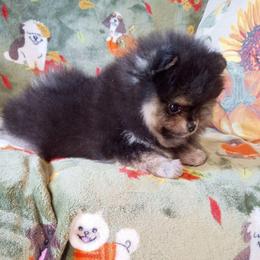 Blizzard - Black and tan female Pomeranian puppy in Pembroke, Georgia from Triple P Babies/Pampered Pom Pom babies