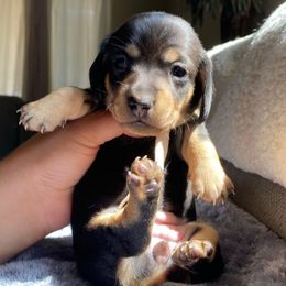 Sangria - Black and tan female Dachshund puppy in Merced, California from The Graceful Dachshund Kennel