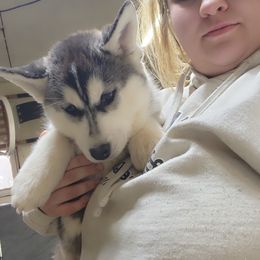 Siberian Husky Puppies from Spirit of the Moon Siberians