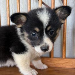 Vega - Black and tan female Pembroke Welsh Corgi puppy in Derby, Iowa from NHC Kennels