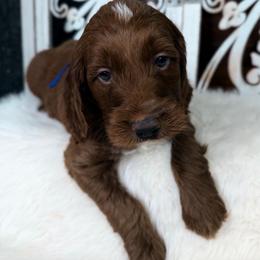 Sir Orion - Red  male Poodle puppy in Plainwell, Michigan from Northern Heart Standards