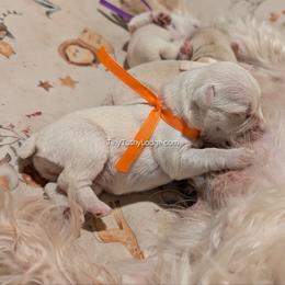 AKC orange ribbon - White female Miniature Schnauzer puppy in Greencastle, Indiana from Tiny Tushy Lodge