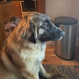 Leonberger Puppies from Bois D’Arc Leonbergers