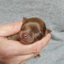 Boy 1 - Chocolate male Pomeranian puppy in Tulsa County, Oklahoma from CP Kennels