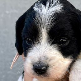 Lady - Cavapoo puppy from Cedar Sprout Puppies