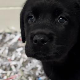 Windy Nite - Black female Labrador Retriever puppy in Silver Springs, New York from Humehill