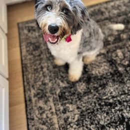 Daisy - Bernedoodle