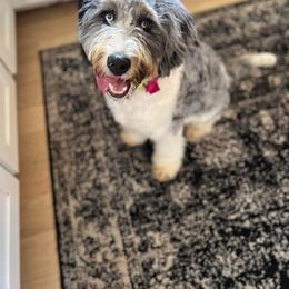 Daisy - Bernedoodle