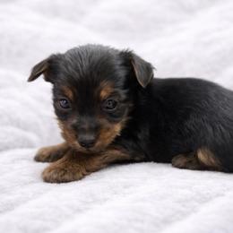 Emory - Black and tan male Yorkshire Terrier puppy in Iron Mountain, Michigan from Celestial Family Terriers (Yooper Yorkies)