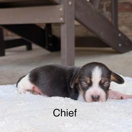 Chief - Black tan and white male Beagle puppy in Mansfield, Missouri from Rippee Creek Kennel