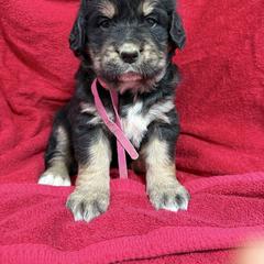 Tri Female - female Golden Mountain Dog puppy in Tacoma, Washington from Canyon Meadows Farm