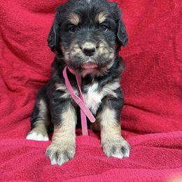 Tri Female - female Golden Mountain Dog puppy in Tacoma, Washington from Canyon Meadows Farm