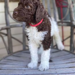 Poodle Puppies from Di’s Parti Poodles