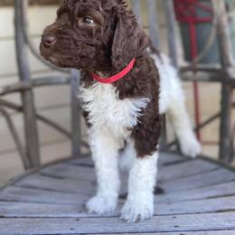 Poodle Puppies from Di’s Parti Poodles