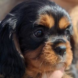 Cavalier King Charles Spaniel Puppies from Charleston Cavaliers