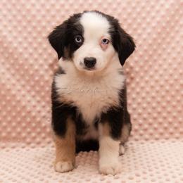 Imogen - Black tri female Miniature Australian Shepherd puppy in Lacombe, Louisiana from Indigo River Aussies