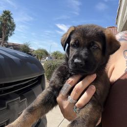 Puppy U4 - Sable male German Shepherd puppy in Surprise, Arizona from Vom Wustefeuer German Shepherds