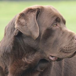 Labrador Retrievers from Labs of Romeo