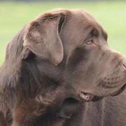 Labrador Retrievers from Labs of Romeo