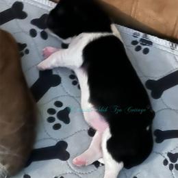 Shih Tzu Puppies from Seaside Shih Tzu Cottage