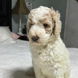 Cream parti - Parti female Poodle puppy in Groveland, Florida from Feathers and Hooves Buckley Farms