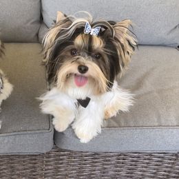 Biewer Terrier and Yorkshire Terrier Puppies from York Town California