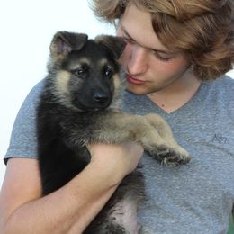 German Shepherd Puppies from Journey's German Shepherds (Kennel Vom Himmel)