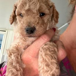 Rosalie apricot boy - Apricot male Poodle puppy in Haines City, Florida from Camic Cockapoos