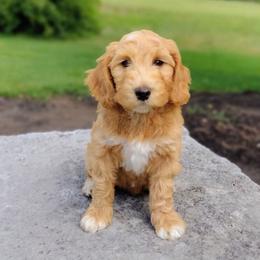 Kit - Apricot male Australian Labradoodle puppy in Harrisonburg, Virginia from Crown Doodles