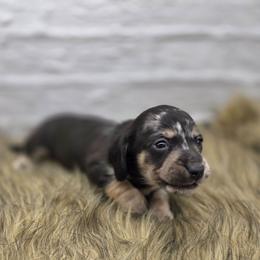 Bentley - Dapple male Dachshund puppy in Norwood, Missouri from Madra's Dashing Doxies