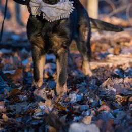German Shepherd Puppies from Zwinger Vom Rabenauge