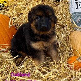 Oakland - Black and red female German Shepherd puppy in Hillsboro, Indiana from Salty Raccoon Ranch German Shepherds