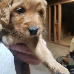 Purple girl - Dark golden female Golden Retriever puppy in Merino, Colorado from High Plains Goldens